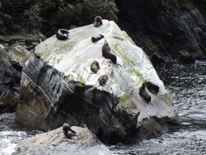 Milford Sound-Seelöwenkolonie