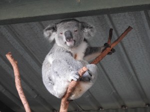 Koala DSCN6572